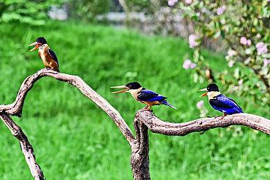 经典恋爱冒险游戏《白色相簿》宣布Steam版8月4日发售 支持中文